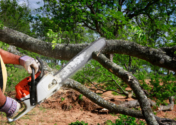 Best Tree Risk Assessment  in Chesapeake Beach, MD